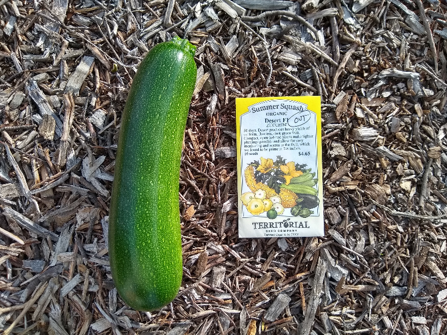 When to Plant Zucchini in Southern California
